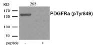 AP55868PU-S - CD140a / PDGFRA