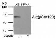 AP55870PU-S - AKT1 / PKB