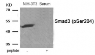 AP55872PU-S - SMAD3