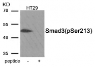 AP55873PU-S - SMAD3
