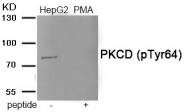 AP55877PU-S - PRKCD
