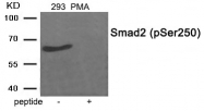 AP55880PU-N - SMAD2