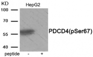 AP55881PU-S - PDCD4