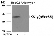 AP55883PU-S - NEMO / IKBKG