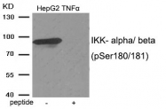 AP55885PU-S - IKKA / IKKB