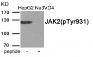 AP55887PU-S - Tyrosine-protein kinase JAK2
