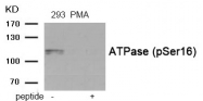 AP55890PU-S - ATP1A1