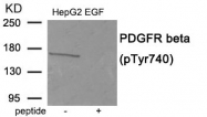 AP55893PU-N - CD140b / PDGFRB