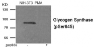 AP55897PU-S - Glycogen Synthase