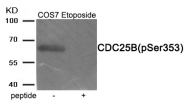 AP55901PU-S - CDC25B
