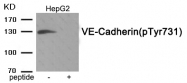 AP55902PU-S - CD144 / Cadherin-5
