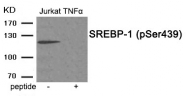 AP55903PU-S - SREBF1 / SREBP1