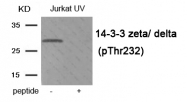 AP55906PU-S - 14-3-3 protein zeta/delta