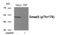 AP55907PU-S - SMAD3