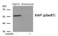 AP55908PU-S - IAP3 / BIRC4