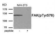 AP55909PU-S - FAK1 / PTK2