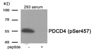 AP55914PU-S - PDCD4