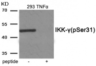 AP55918PU-S - NEMO / IKBKG
