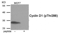 AP55919PU-S - Cyclin D1