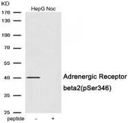 AP55920PU-S - Beta-2 adrenergic receptor