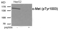 AP55921PU-S - HGF receptor
