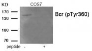 AP55922PU-S - BCR