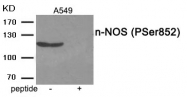 AP55924PU-N - NOS1