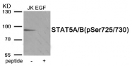 AP55926PU-S - STAT5A / STAT5B