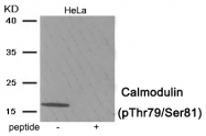AP55927PU-S - Calmodulin
