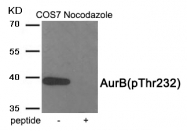 AP55931PU-S - Aurora kinase B