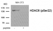 AP55932PU-S - HDAC6