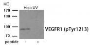 AP55933PU-S - VEGFR-1 / Flt-1