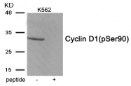 AP55934PU-S - Cyclin D1