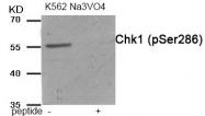 AP55935PU-S - CHK1