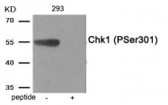 AP55936PU-S - CHK1
