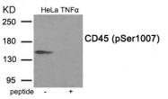 AP55940PU-S - CD45 / LCA