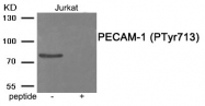 AP55942PU-S - CD31 / PECAM1