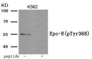 AP55943PU-S - Erythropoietin receptor