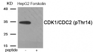 AP55944PU-S - CDK1 / CDK2