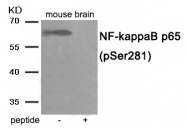 AP55947PU-S - RELA / NF-kB p65