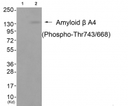 AP55686PU-S - Amyloid beta A4 protein / APP