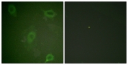 AP55686PU-S - Amyloid beta A4 protein / APP