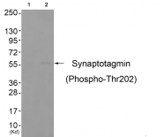 AP55688PU-S - Synaptotagmin-1