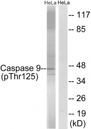 AP55692PU-S - Caspase-9