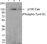 AP55694PU-S - BCAR1 / CRKAS