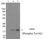 AP55696PU-S - CD247 / CD3Z