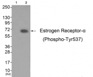 AP55697PU-N - Estrogen receptor alpha