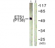 AP55698PU-N - ETS1