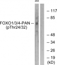 AP55699PU-S - FOXO1/3/4-pan
