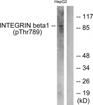 AP55700PU-N - CD29 / Integrin beta-1